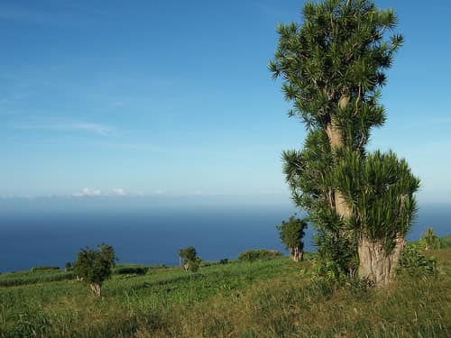 Red-Edged Dracaena reference