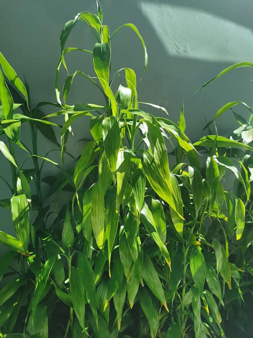 Lucky Bamboo reference