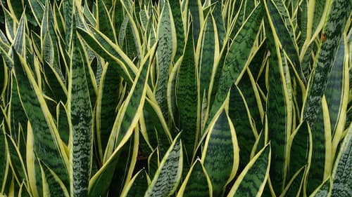 Snake Plant reference