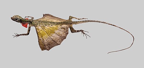 Common Flying Dragon reference