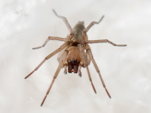Stone Spider reference
