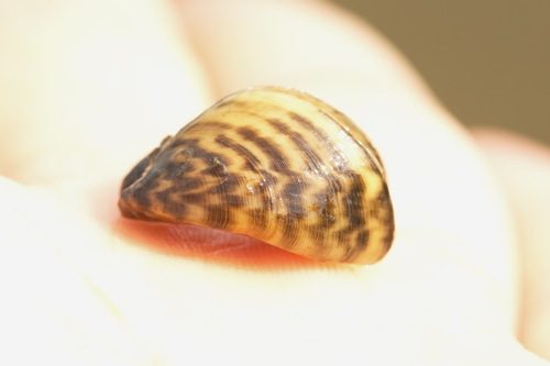 Zebra Mussel reference