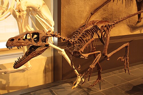 Dromaeosaurus reference