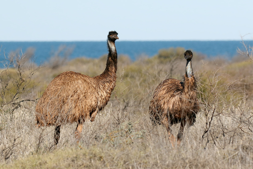 Kangaroo Island Emu reference