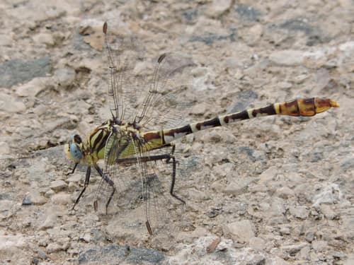 Flag-tailed Spinyleg reference