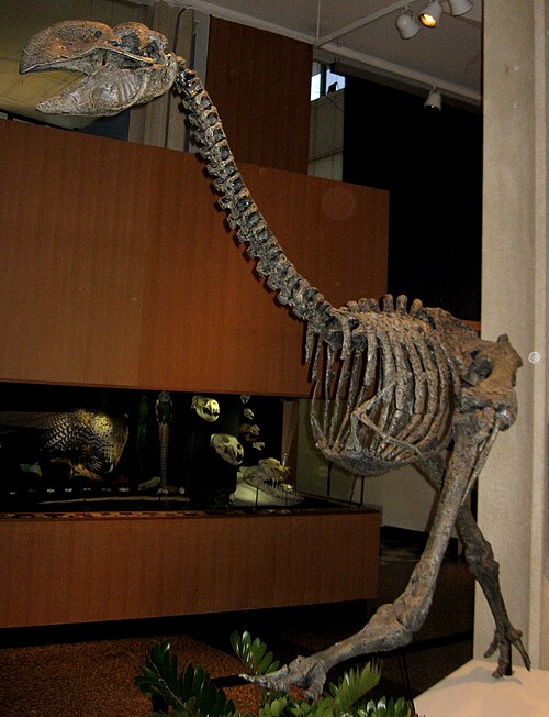 Stirton's Mihirung reference