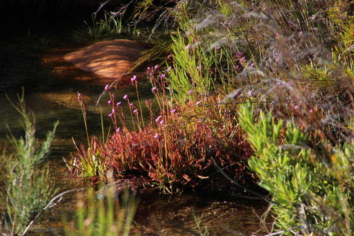 Cape Sundew reference