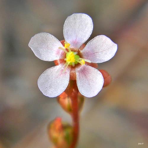 Pink Sundew reference