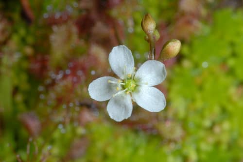 Spoon-leaved Sundew reference