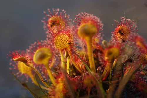 Round-leaved Sundew reference