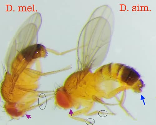 Common Fruit Fly reference