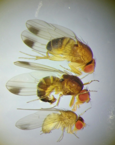 Spotted-wing Drosophila reference