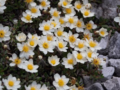 Mountain Avens reference