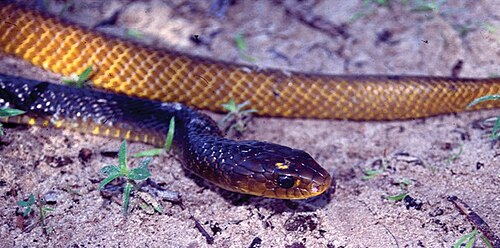 Yellowtail Indigo Snake reference