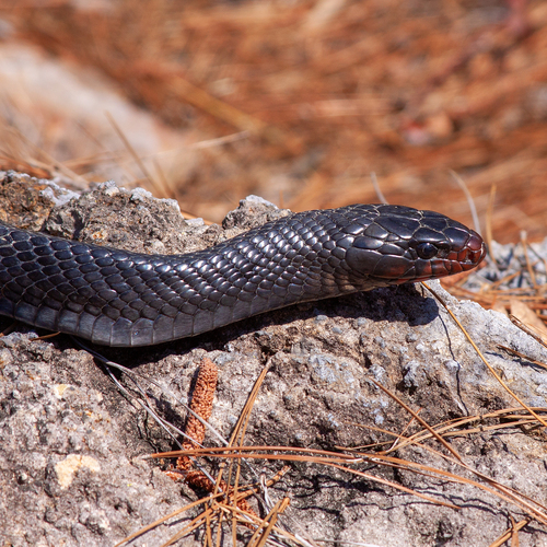 Eastern Indigo Snake reference
