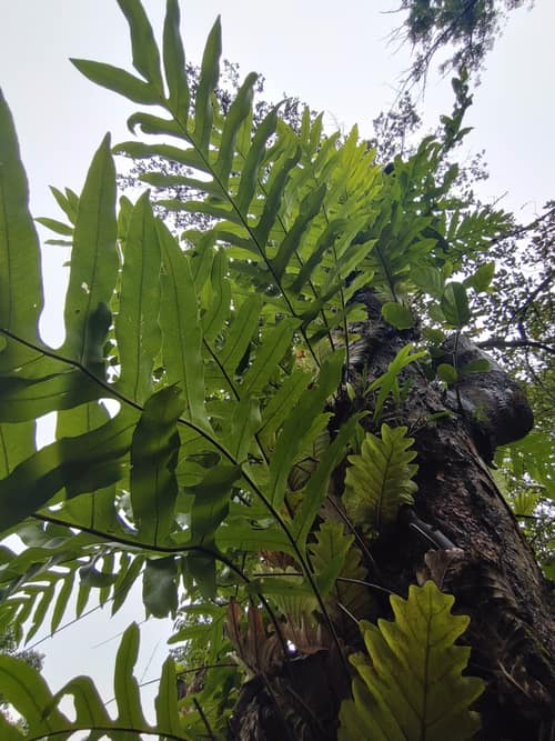 Oakleaf Fern reference