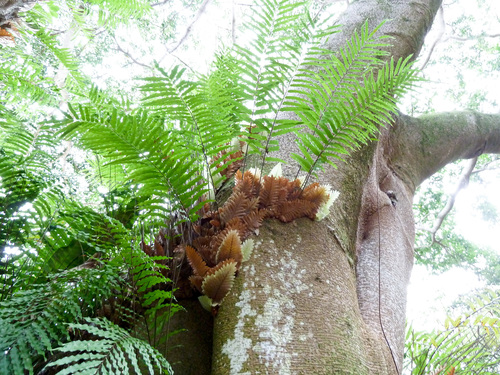 Basket Fern reference