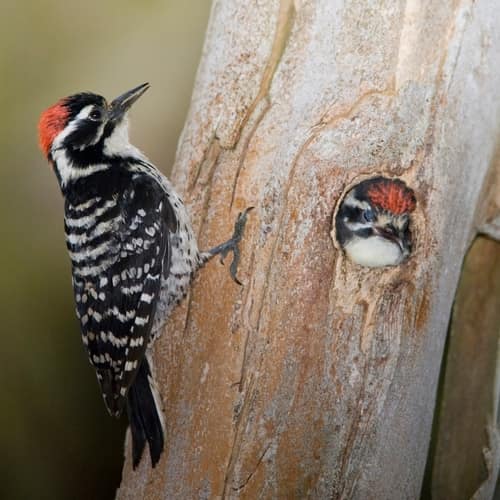 Nuttall's Woodpecker reference
