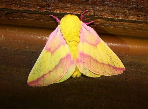 Rosy Maple Moth reference
