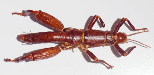 Lord Howe Island Stick Insect reference