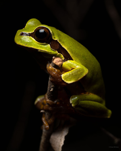 Pine Barrens Tree Frog reference