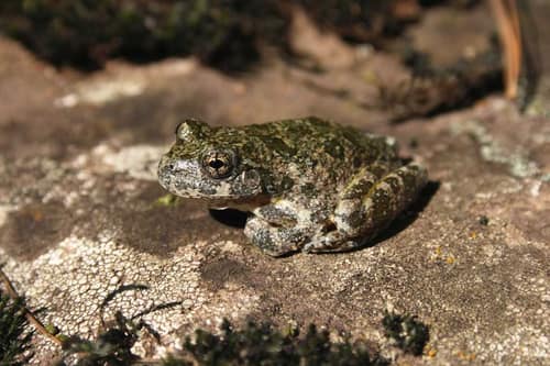 Canyon Treefrog reference