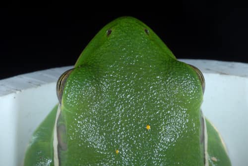 Green Tree Frog reference