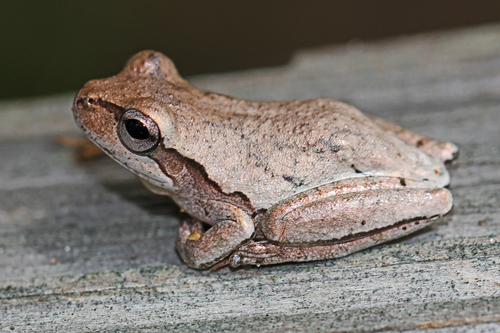 Pine Woods Tree Frog reference