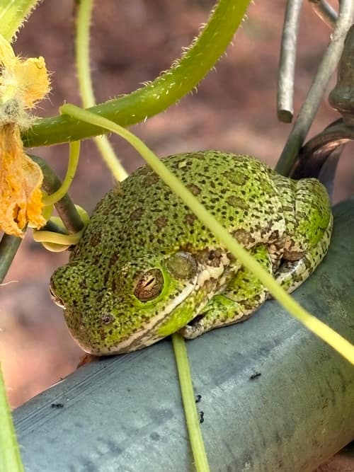 Barking Tree Frog reference