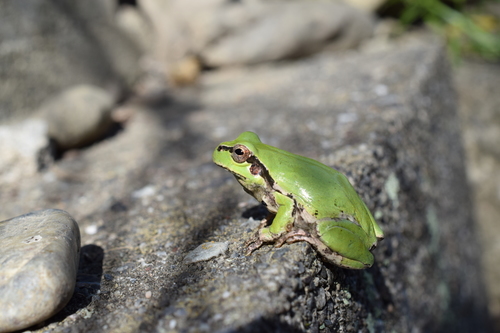 Leopard Tree Frog reference