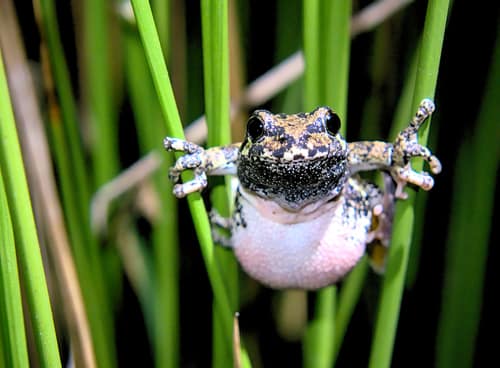 Gray Treefrog reference