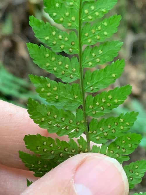 Spreading Wood Fern reference