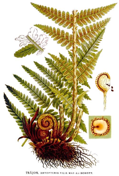 Male Fern reference