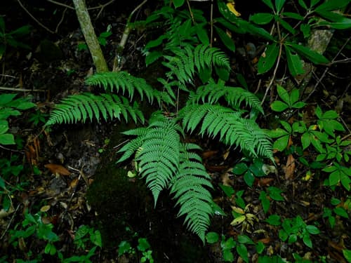 Marginal Wood Fern reference