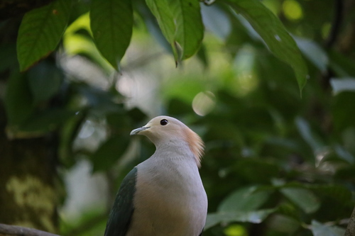 Green Imperial Pigeon reference