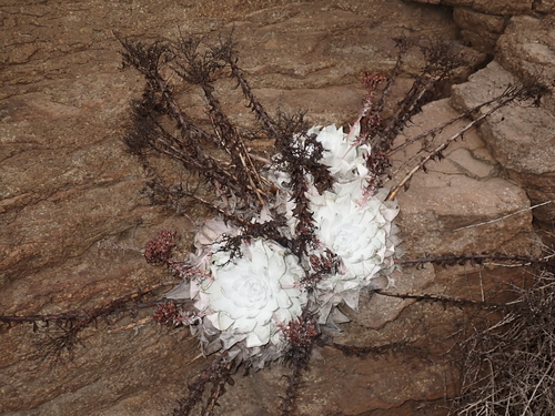 Giant Chalk Dudleya reference
