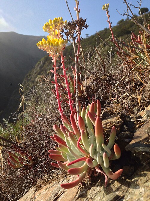 Coast Dudleya reference