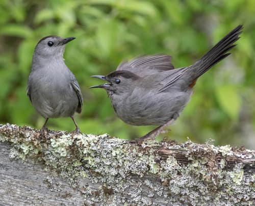 Gray Catbird reference