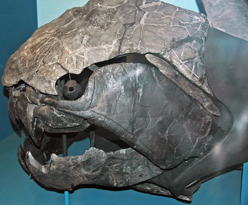 Dunkleosteus reference