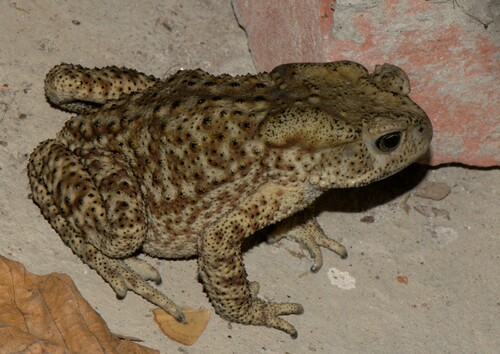 Himalayan Toad reference