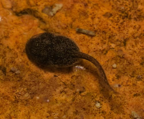 Asian Common Toad reference