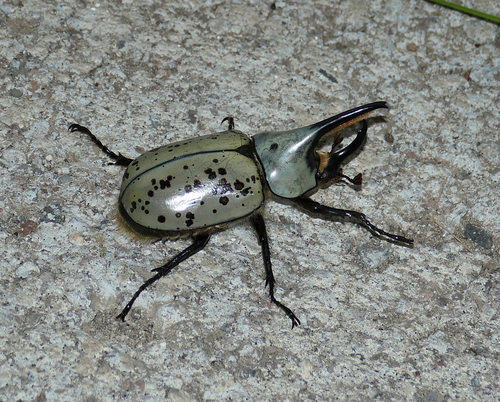 Grant's Hercules Beetle reference