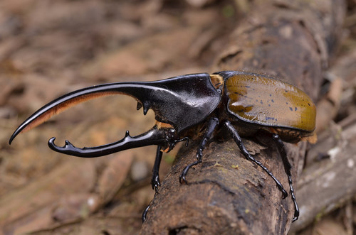 Hercules Beetle reference