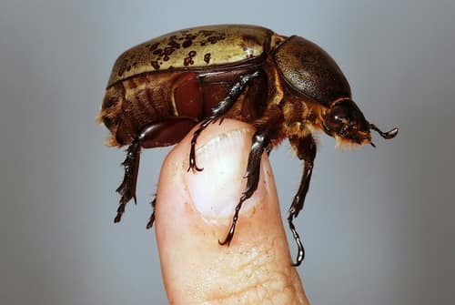 Eastern Hercules Beetle reference