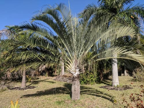 Triangle Palm reference