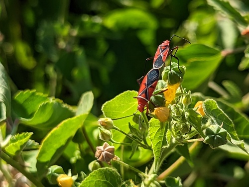 Saint Andrew's Cotton Stainer reference