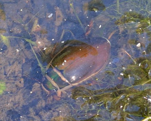 Great Diving Beetle reference