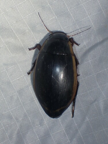 Vertical Diving Beetle reference