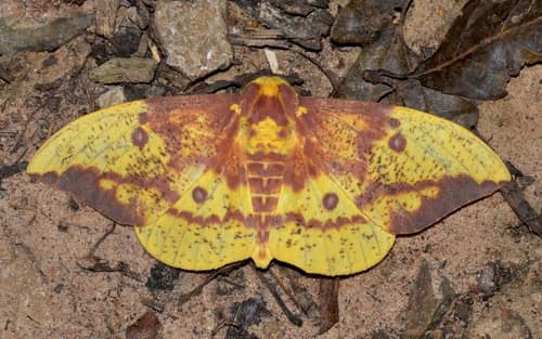 Imperial Moth reference