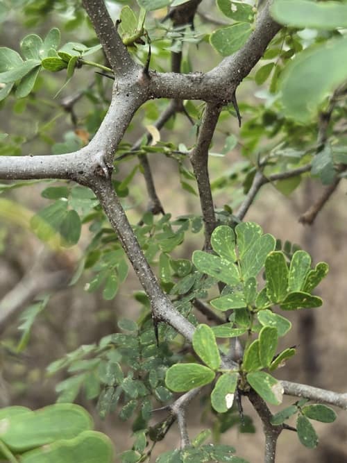 Texas Ebony reference